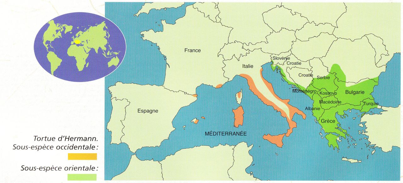 Life_tortue_hermann_10_repartition.jpg