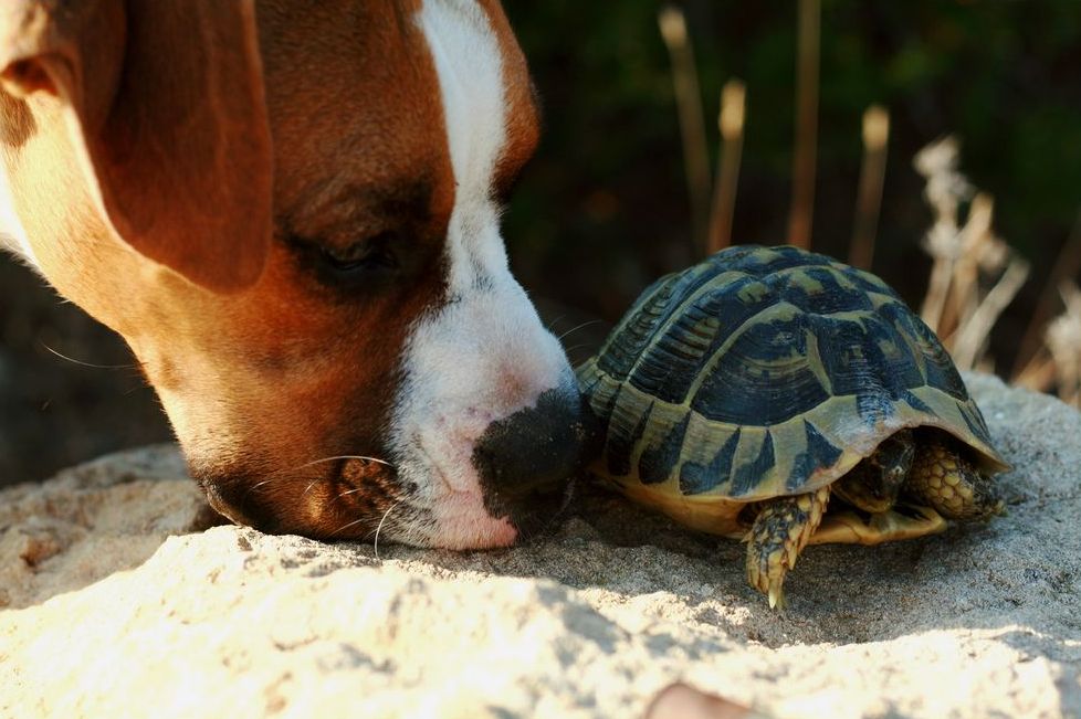 Life_tortue_hermann_12_predation_chien.jpg