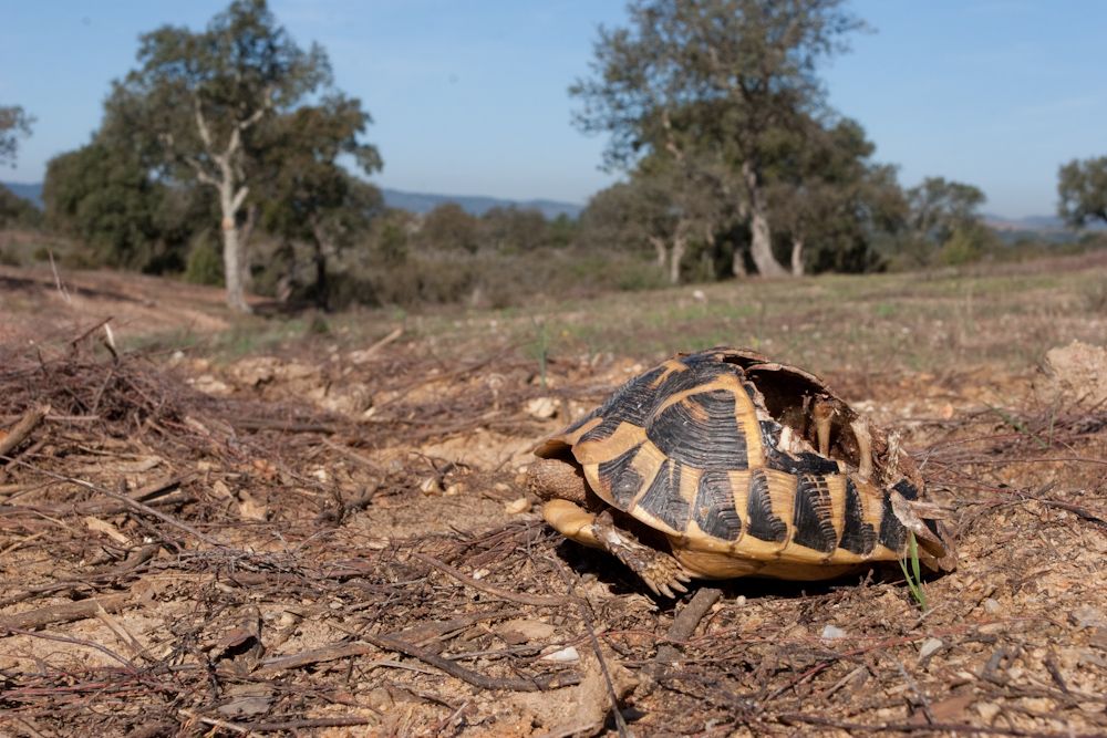 Life_tortue_hermann_14_desruction_debrousaillement.jpg