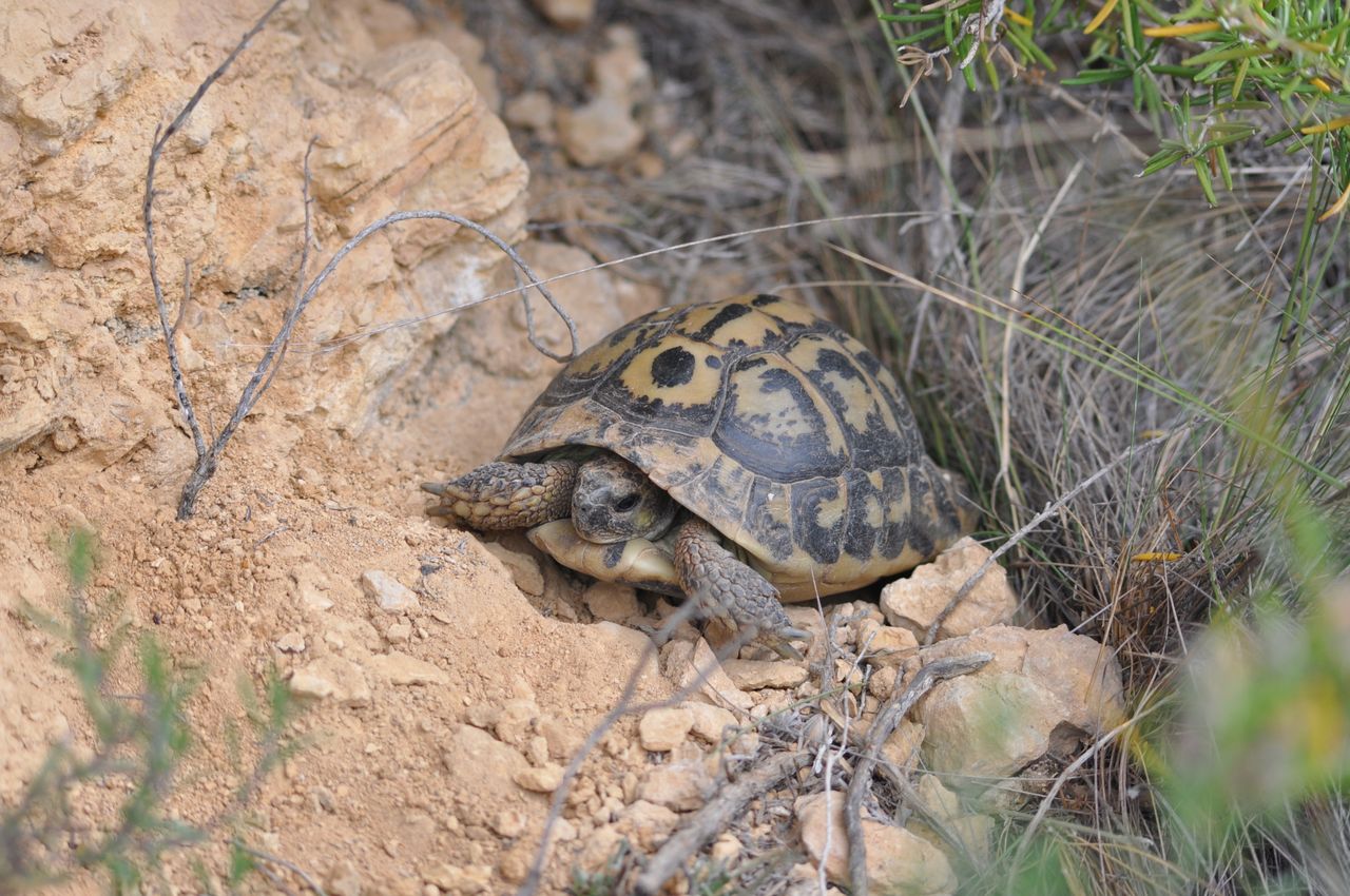 Une morphologie caractéristique Tortue d’Hermann