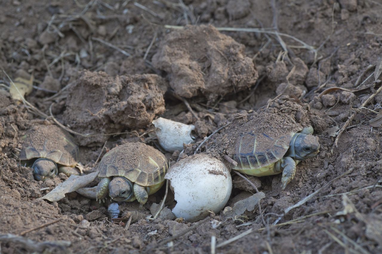 Tortue d'hermann : taille, description, biotope, habitat, reproduction