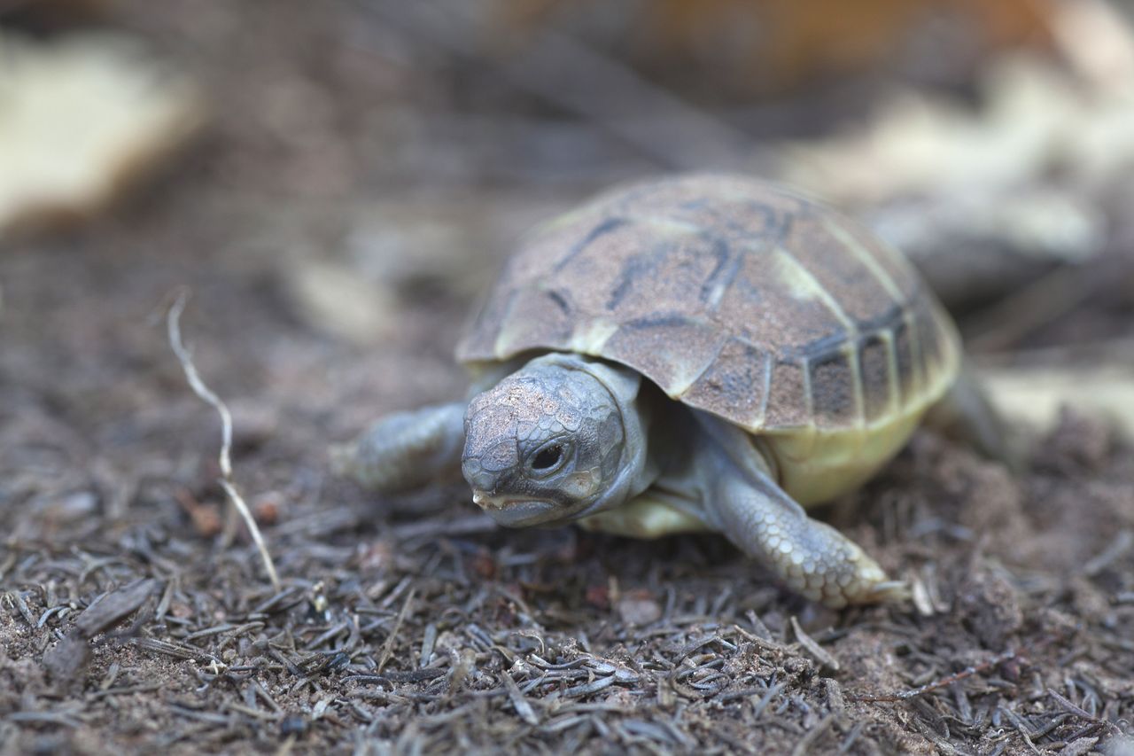 Life_tortue_hermann_30_juvenile.jpg