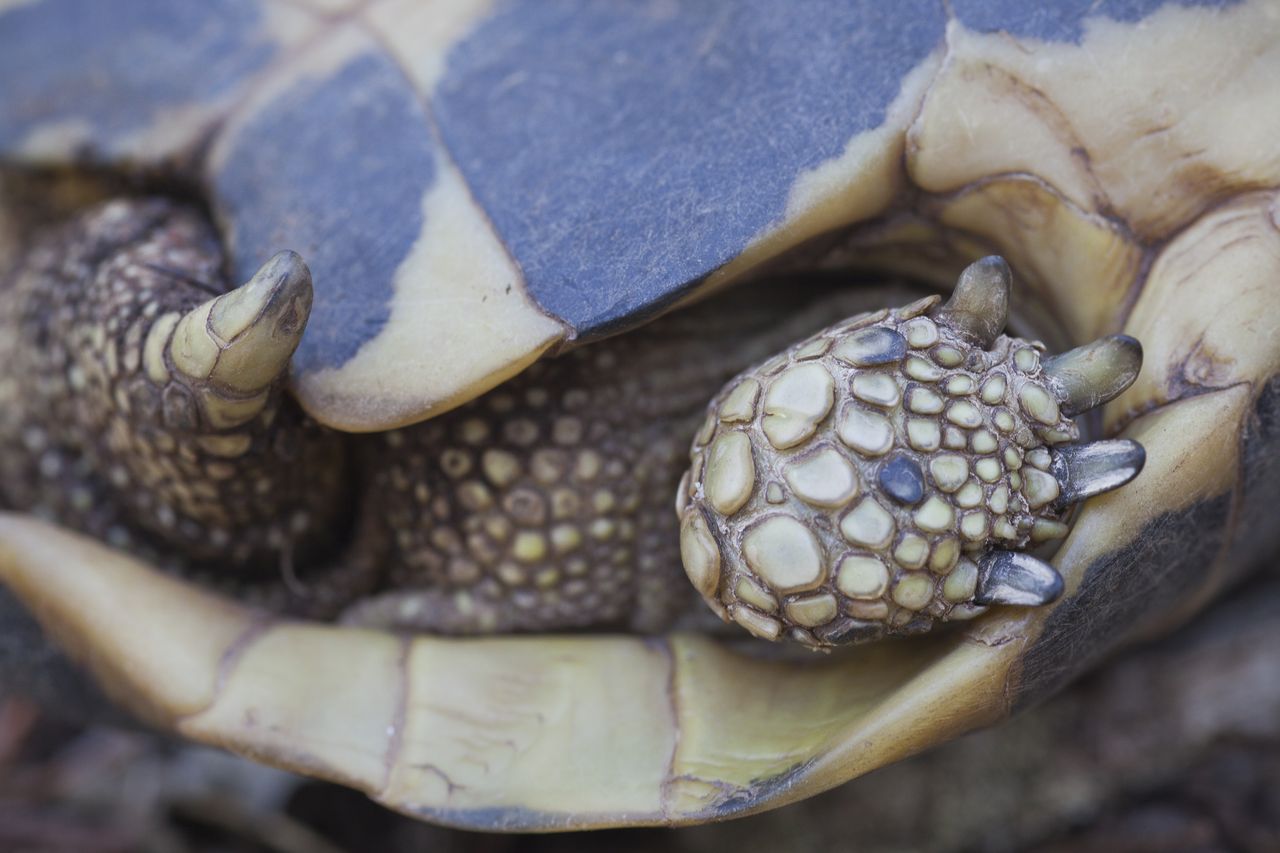 Life_tortue_hermann_31_morphologie.jpg