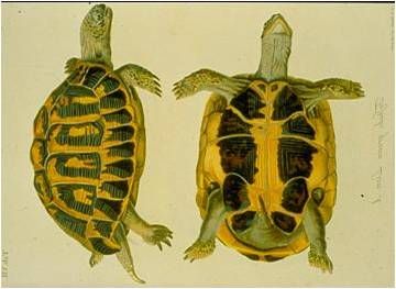 Life_tortue_hermann_41_illustration_Schoepff.jpg