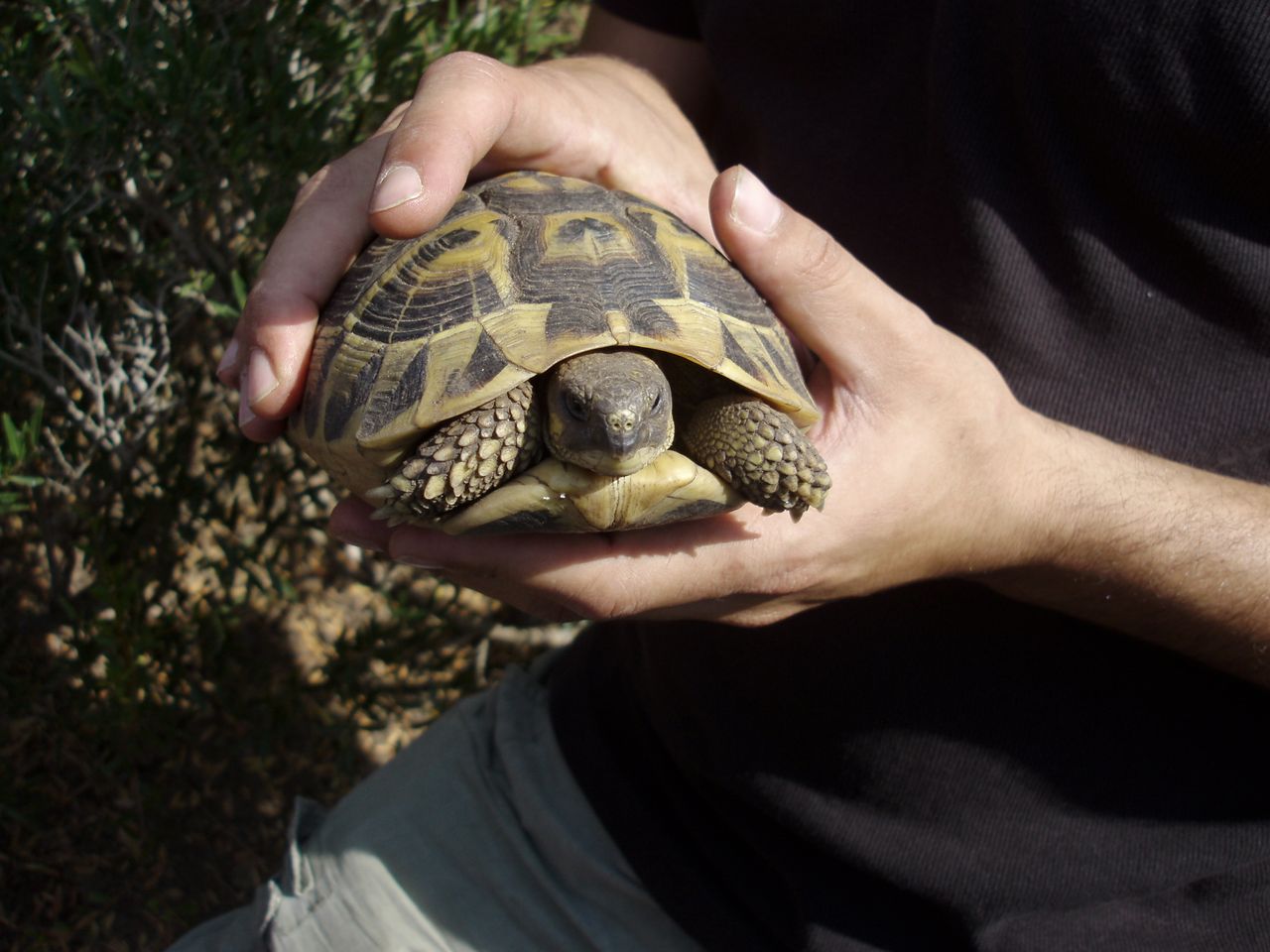 comment declarer une tortue hermann