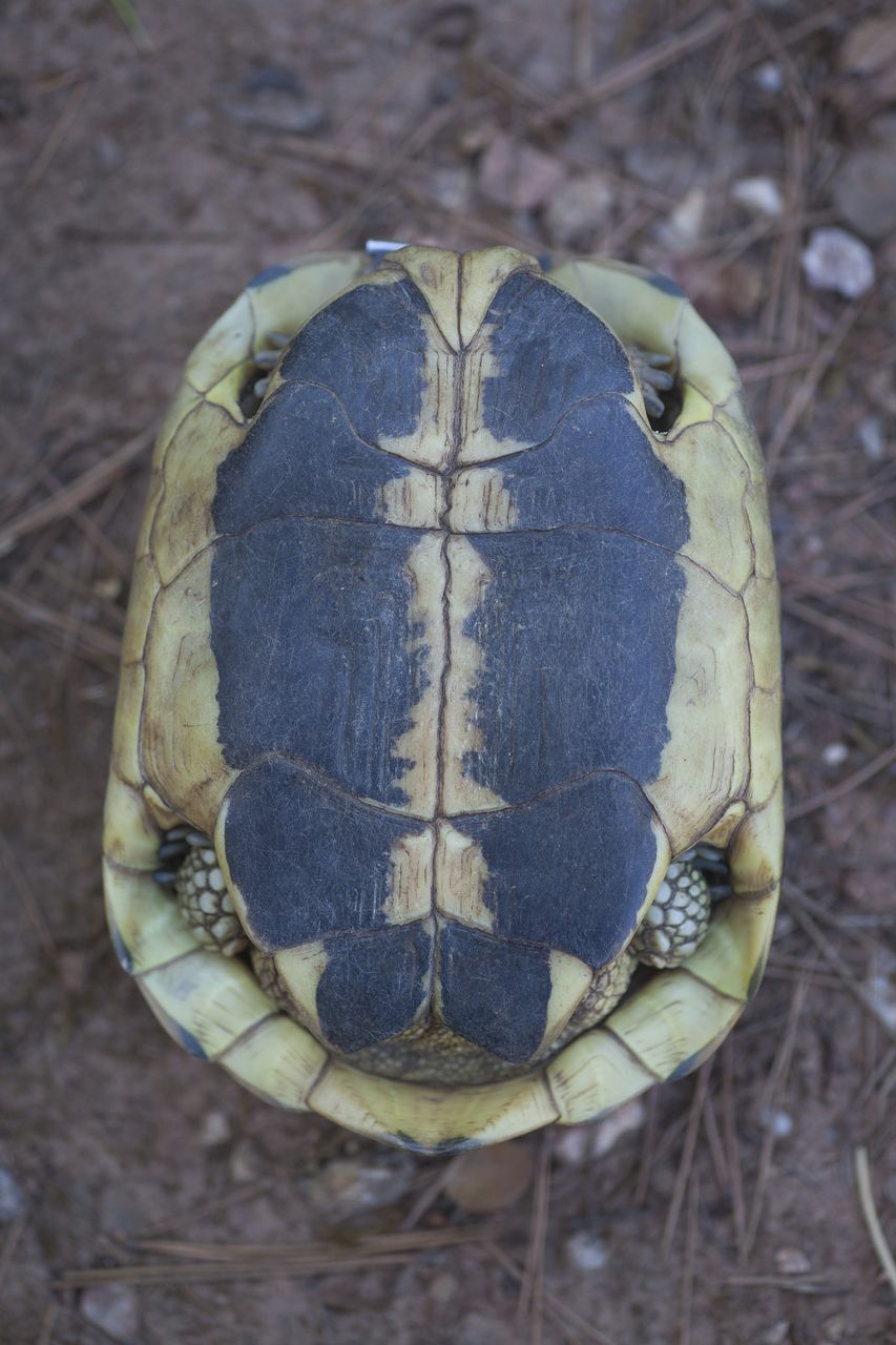 Life_tortue_hermann_68_morphologie_plastron.jpg