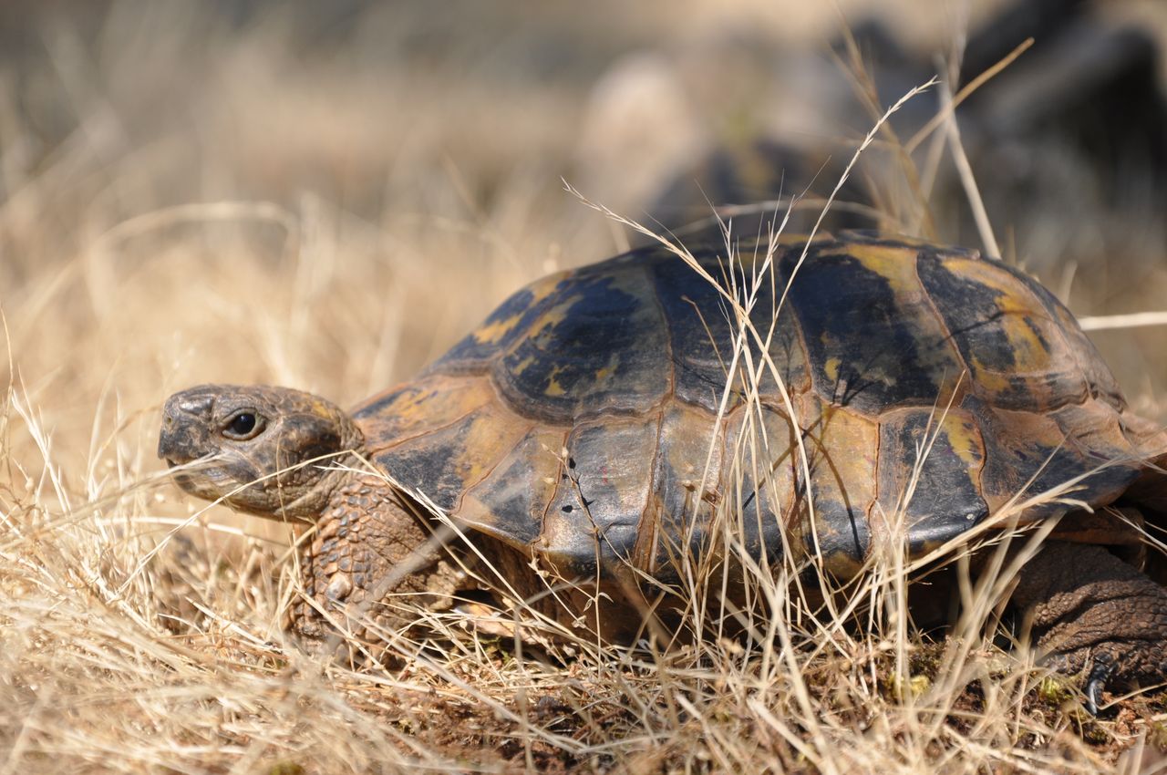 Life_tortue_hermann_77_sous_espece_Testudo_hermanni_boettgeri.JPG