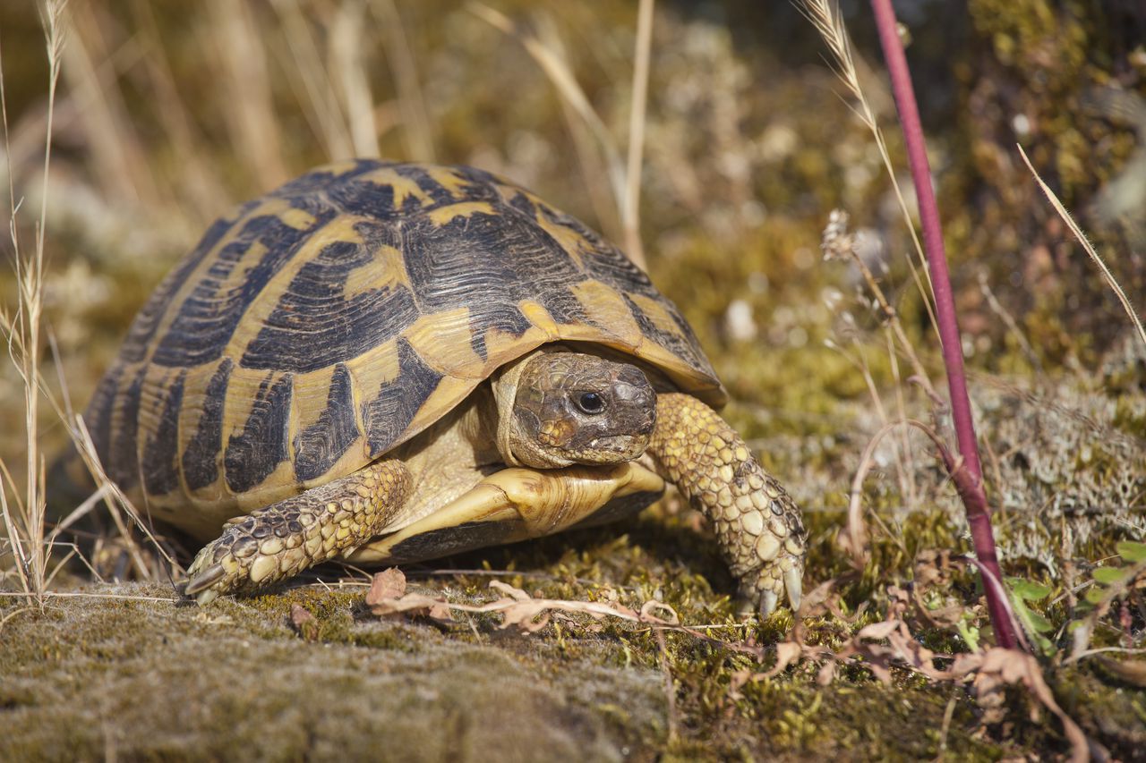 Life_tortue_hermann_78_sous_espece_Testudo_hermanni_hermanni.jpg