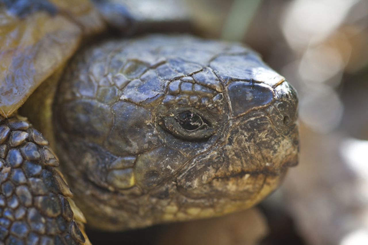 Life_tortue_hermann_80_morphologie_tete.jpg