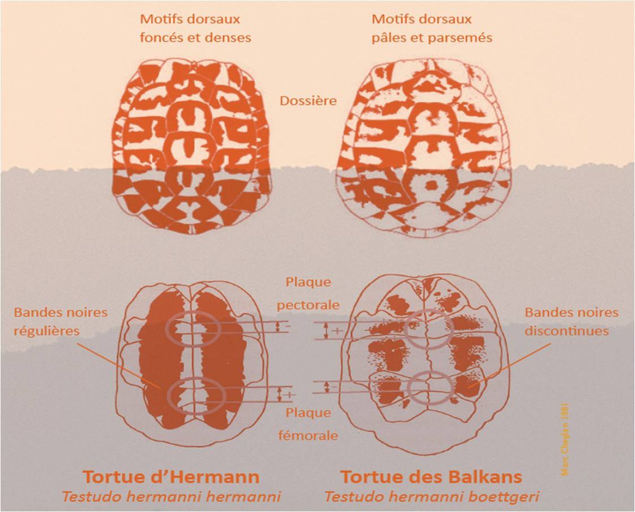 Life_tortue_hermann_81_difference_sous_espece_hermanni_boettgeri.jpg