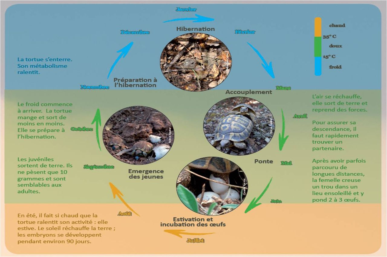 Life_tortue_hermann_84_soptom_cycle_annuel.jpg