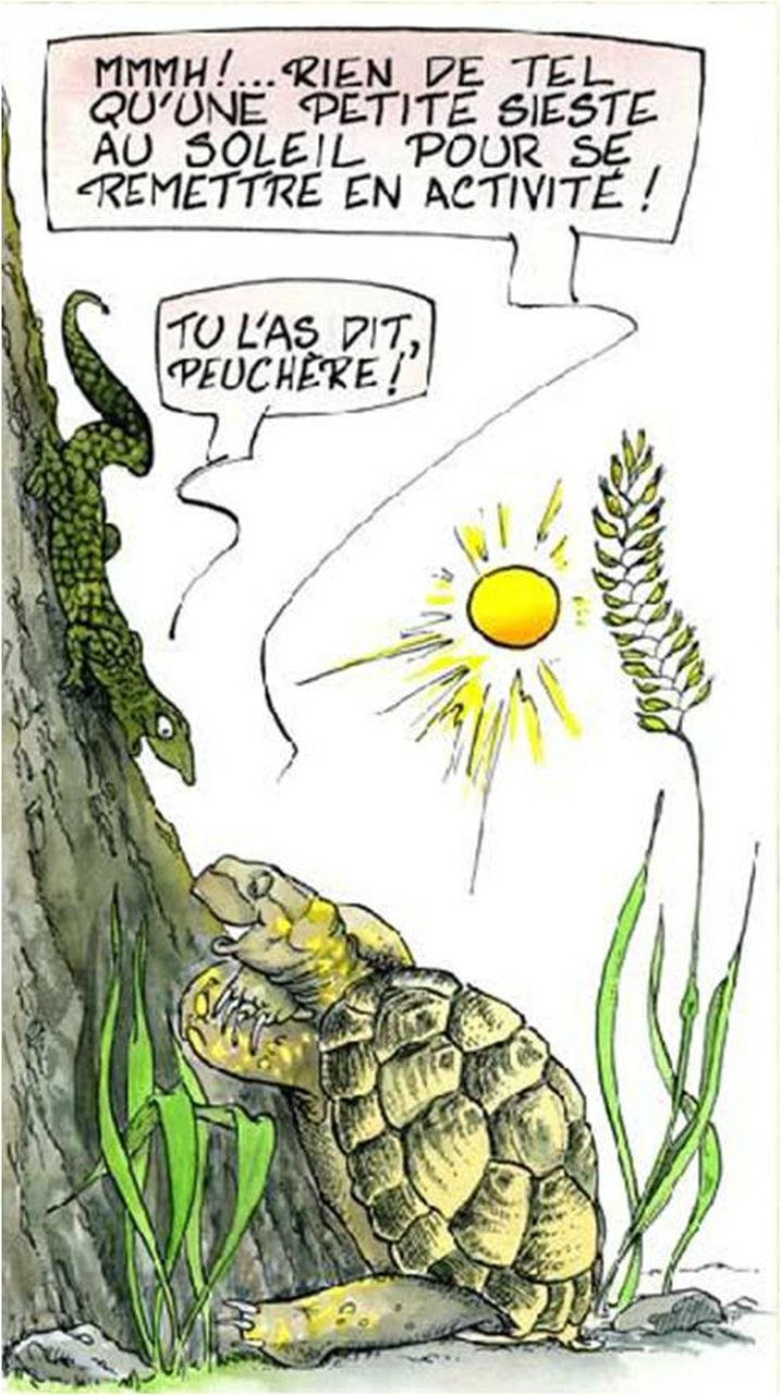 Son mode de vie Tortue d’Hermann