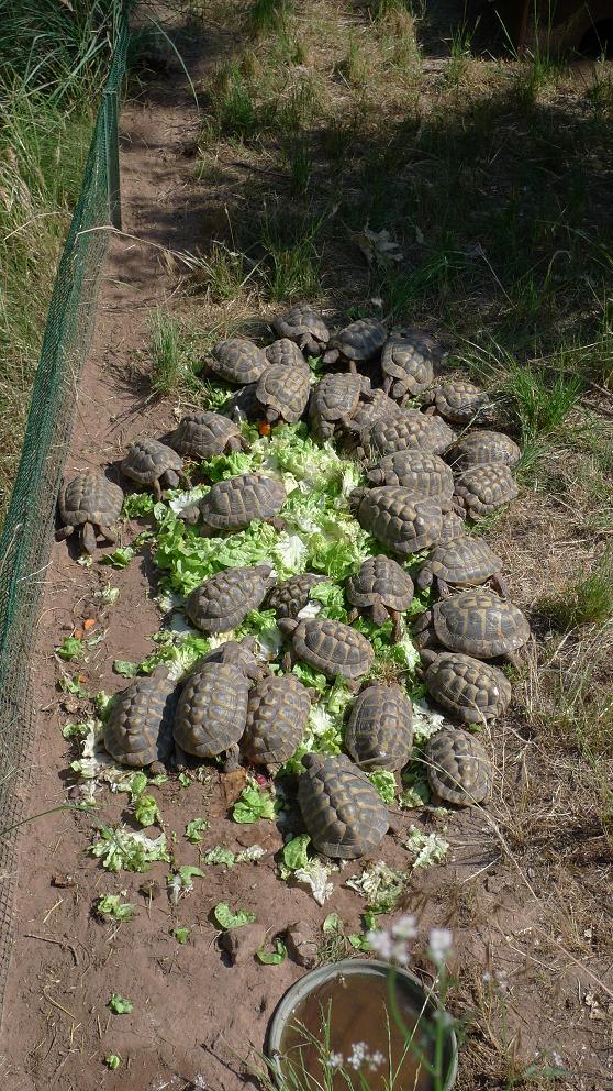 Life_tortue_hermann_97_enclos_detention.jpg