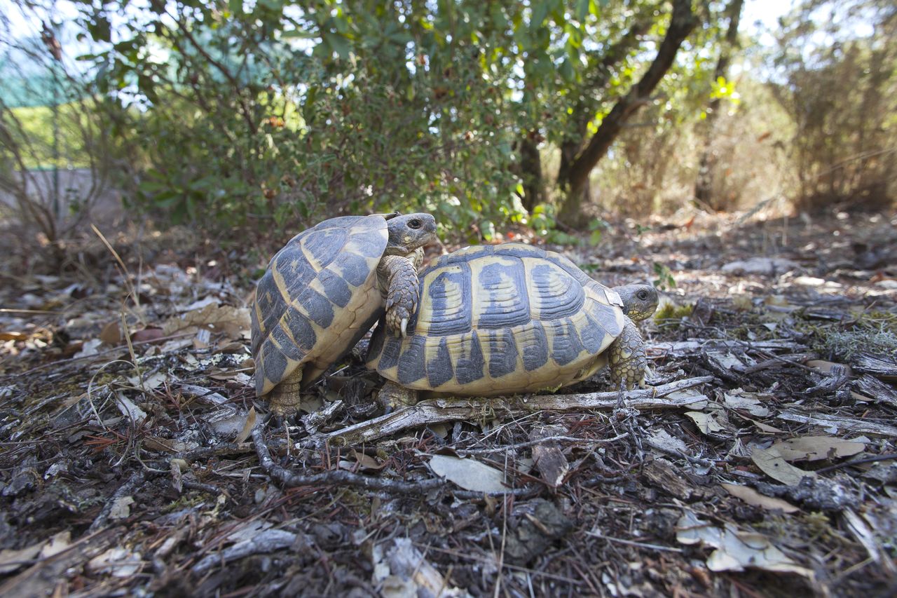 Se reproduire Tortue Hermann