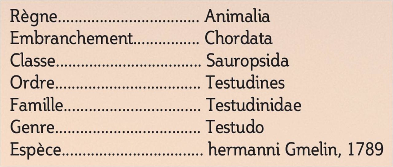 Life_tortue_hermann_183_classification.jpg