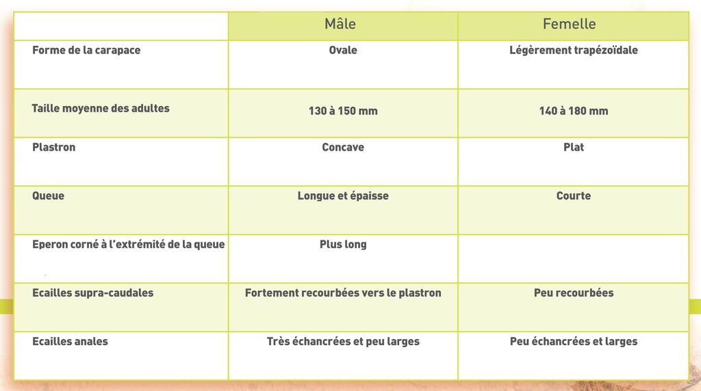 Life_tortue_hermann_186_distinction_sexes_TH.jpg