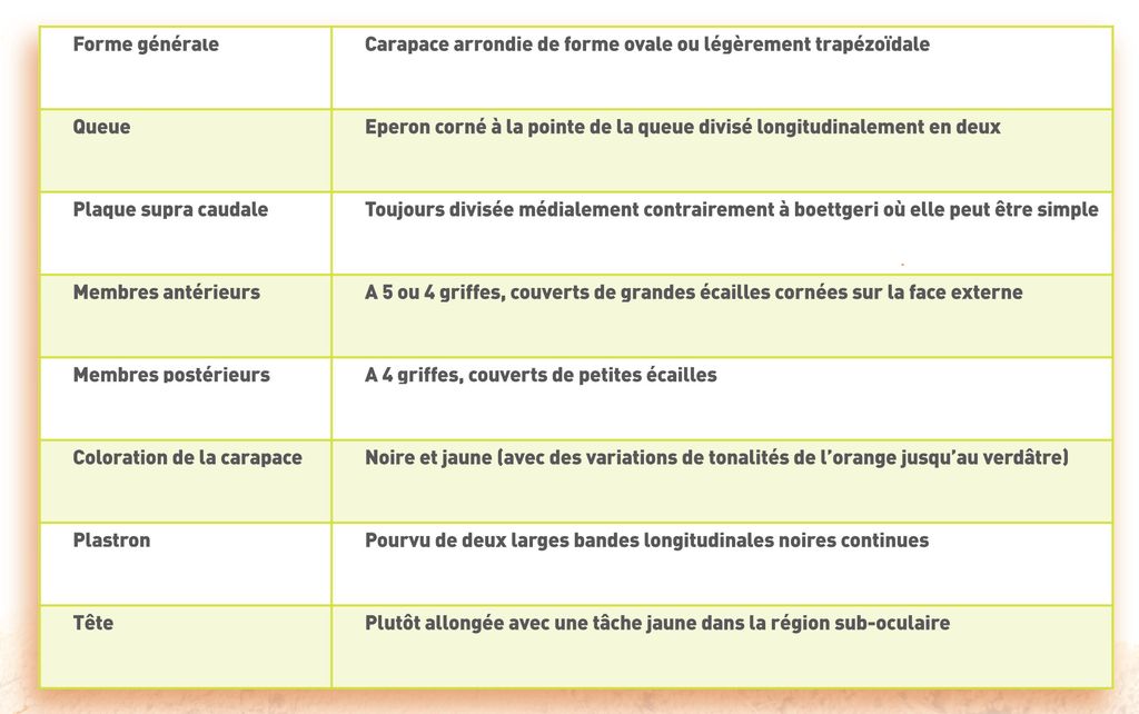 Life_tortue_hermann_187_morphologie_TH.jpg