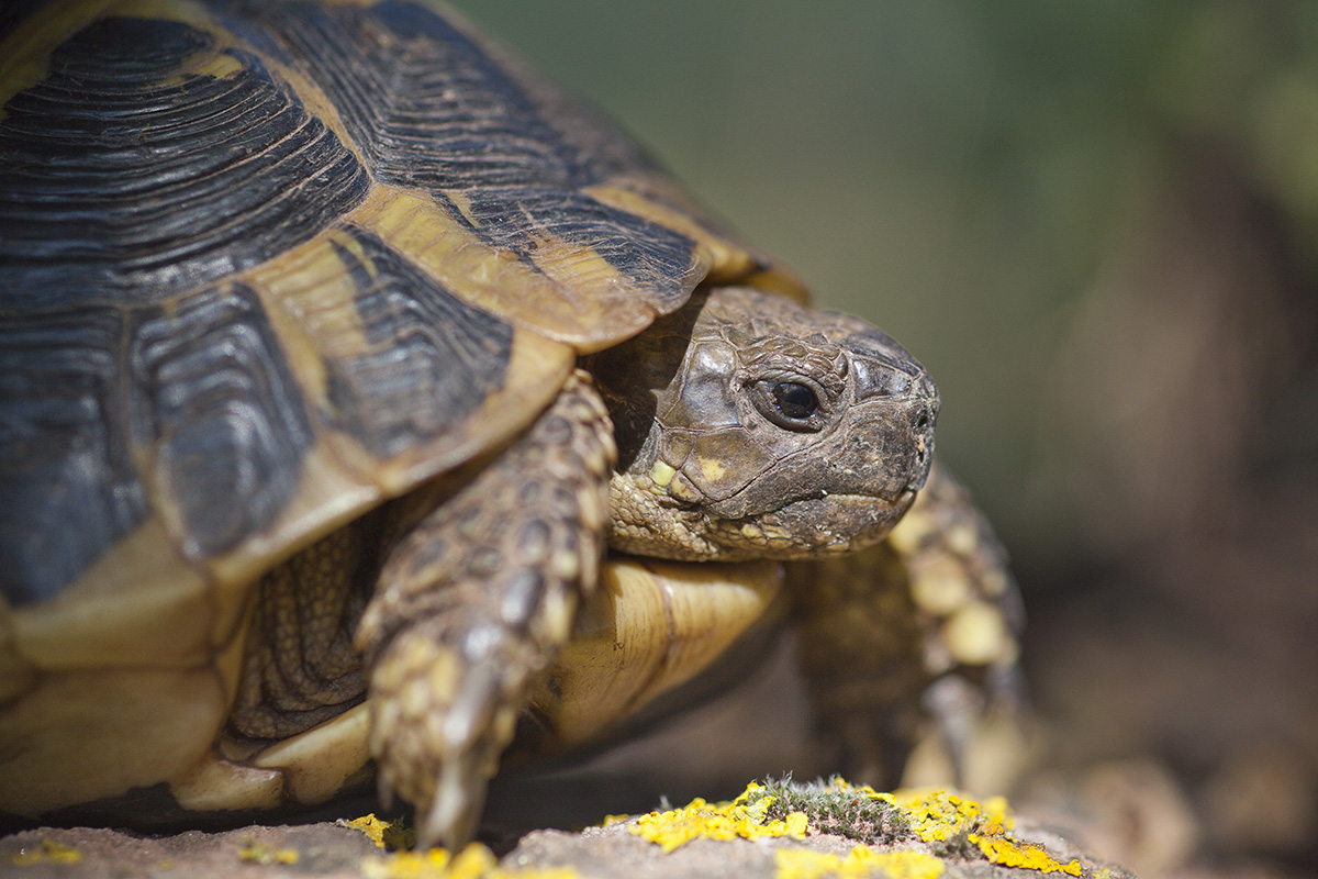 Photo gallery Tortue d’Hermann