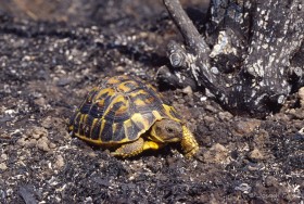 Tortue d’Hermann dans une zone récemment incendiée