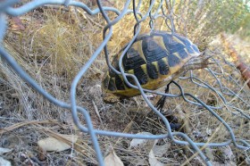 Tortue d’Hermann coincée dans le grillage de son enclos