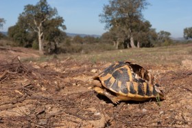 Tortue retrouvée morte suite à une intervention d’entretien de DFCI