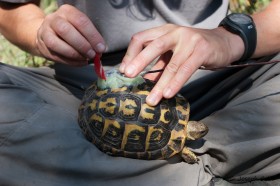 Equipement d’une tortue pour les suivis effectués dans le cadre du programme Life