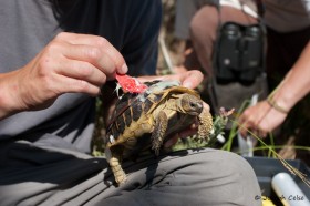 Equipement d’une tortue pour les suivis effectués dans le cadre du programme Life