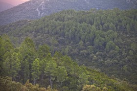 Habitat degradation by excessive closure of the natural environment