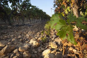 Dégradation de l’habitat de la torue par intensification de l’agriculture