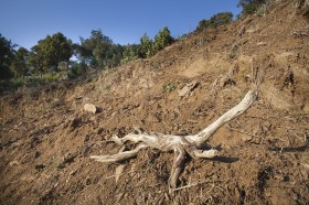 Destruction de l’habitat de la Tortue d’Hermann