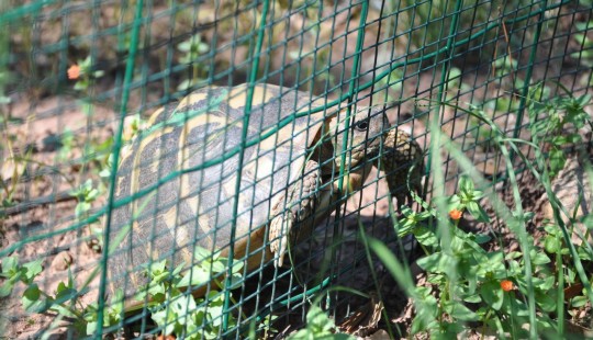New leaflet on the conditions of detention of Hermann’s tortoises